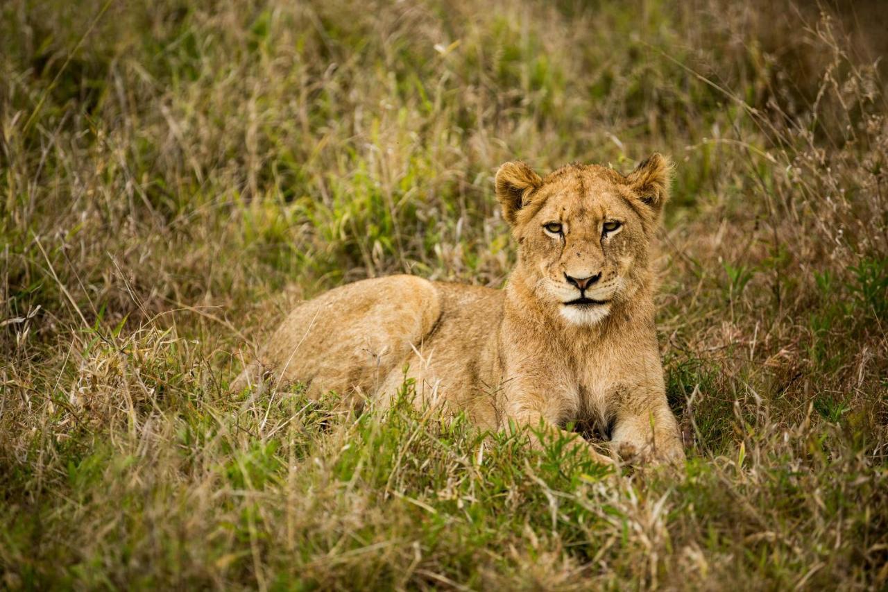 Hamiltons Tented Camp Mluwati Concession Exterior photo