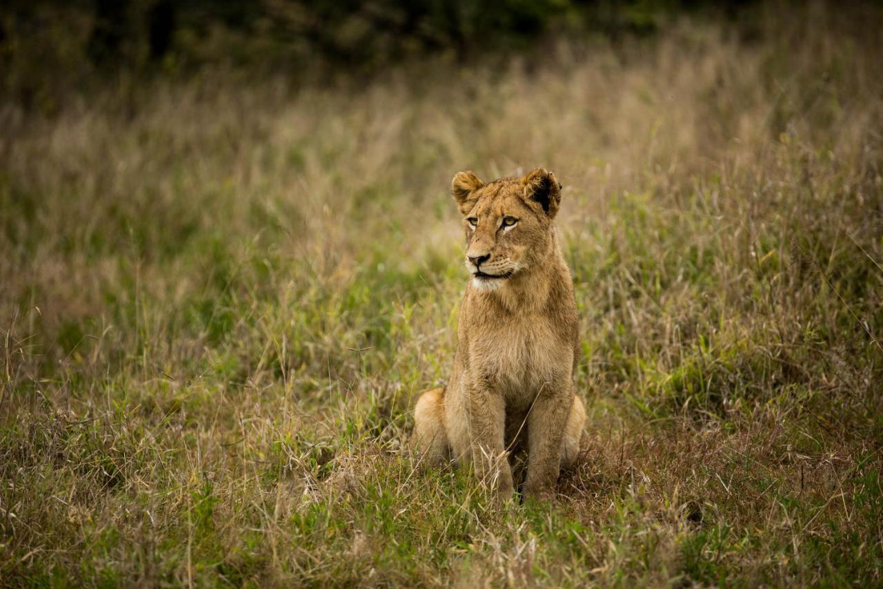 Hamiltons Tented Camp Mluwati Concession Exterior photo